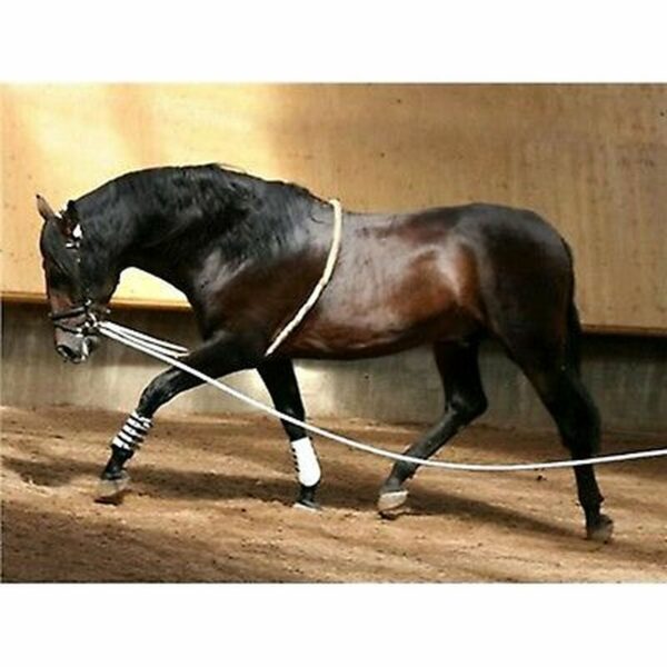 Harry's Horse Lunging Rein Aid
